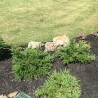 Three small, green conifer bushes surrounded by dark mulch and decorative light-colored stones in a yard.