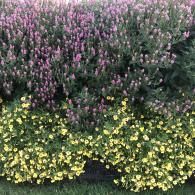 A garden bed featuring a dense backdrop of tall, purple flower spikes behind a border of small, bright yellow blossoms.
