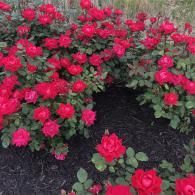 A cluster of vibrant red roses blooming in a garden bed covered with dark mulch.