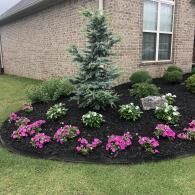 A landscaped garden bed with a central evergreen tree, pink flowers, and low greenery, mulched against a brick house.