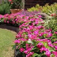 A garden bed filled with vibrant pink impatiens flowers borders a lush green lawn near a brick building.