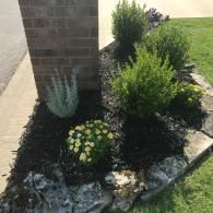 A small garden bed with a brick pillar, black mulch, assorted green shrubs, and a patch of yellow flowers in a yard.