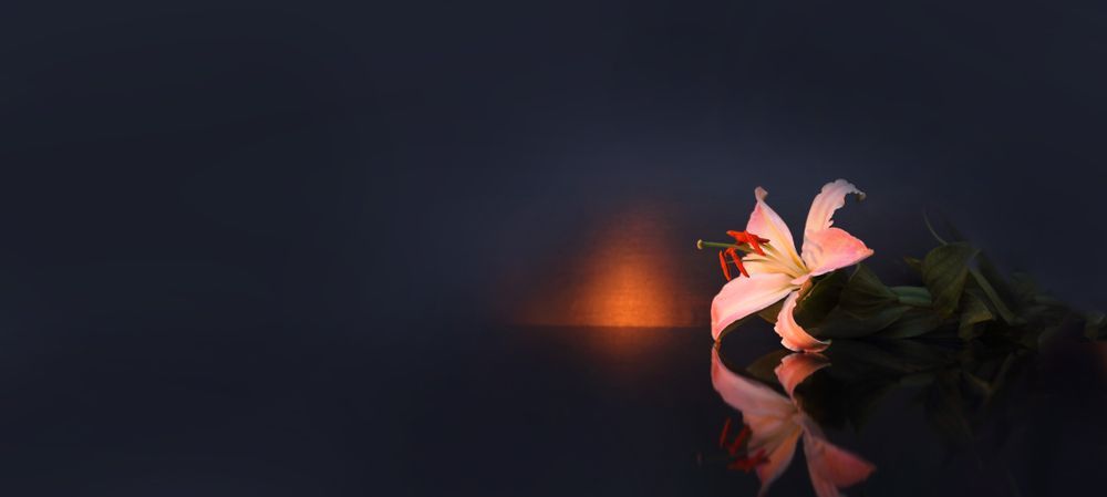 A Close Up Of A Flower With A Candle In The Background — Territory Funerals In Humpty Doo, NT