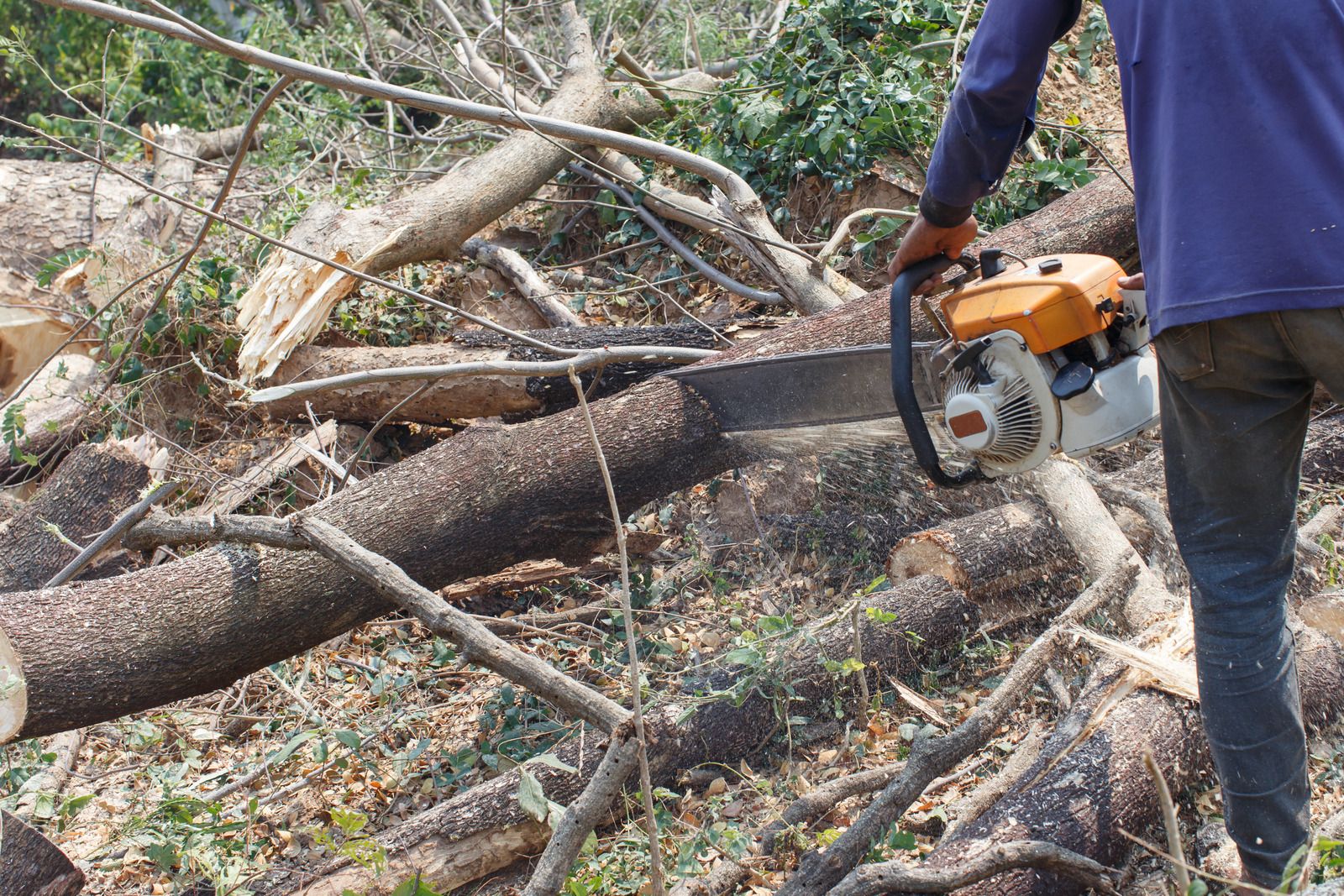 Spank's Tree Service Top Rated Tree Service Quincy, Illinois