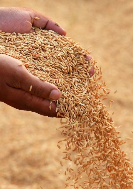 Processo produttivo del blocco BK RICE