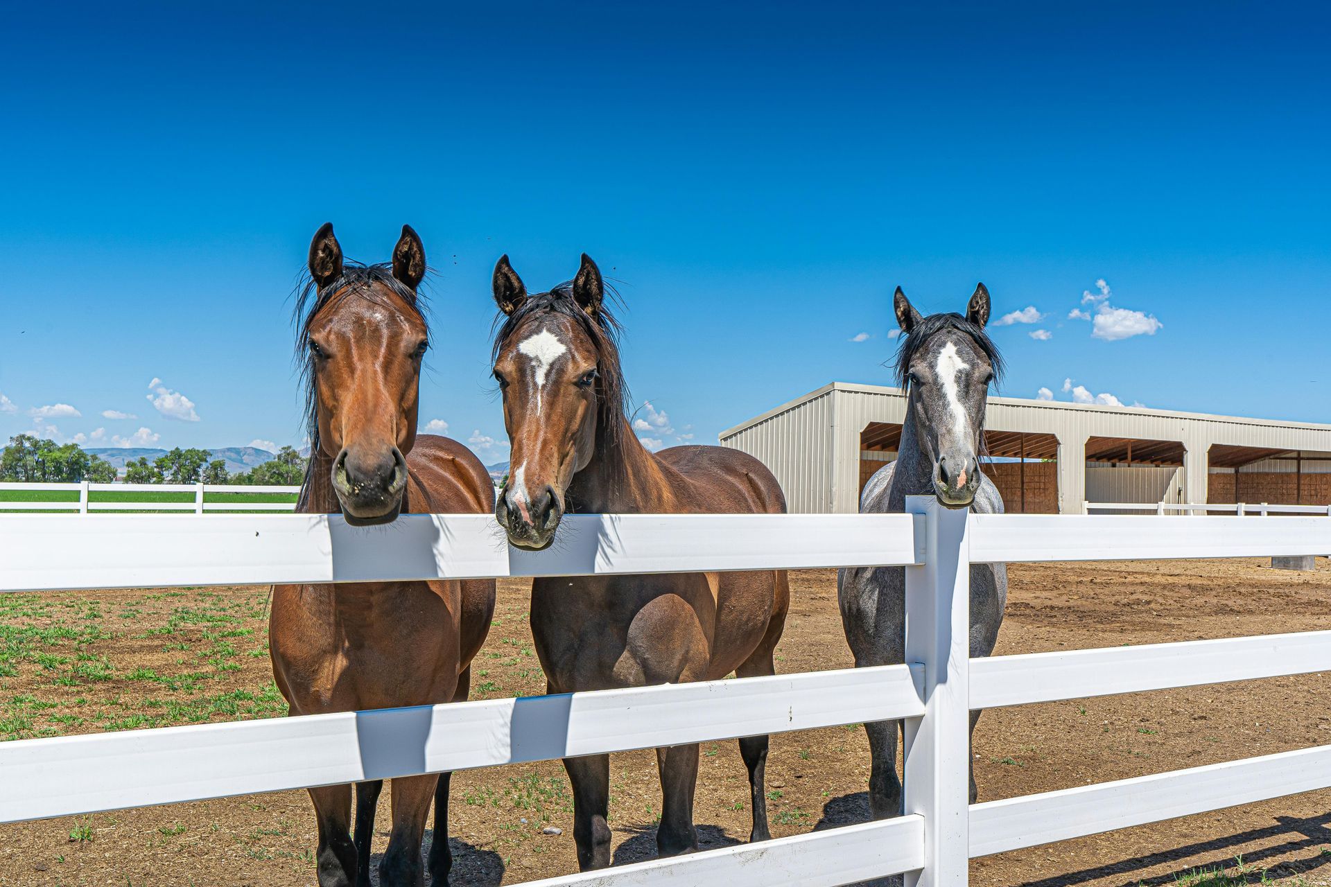 Three horses with heads over a white fence under a blue sky.
