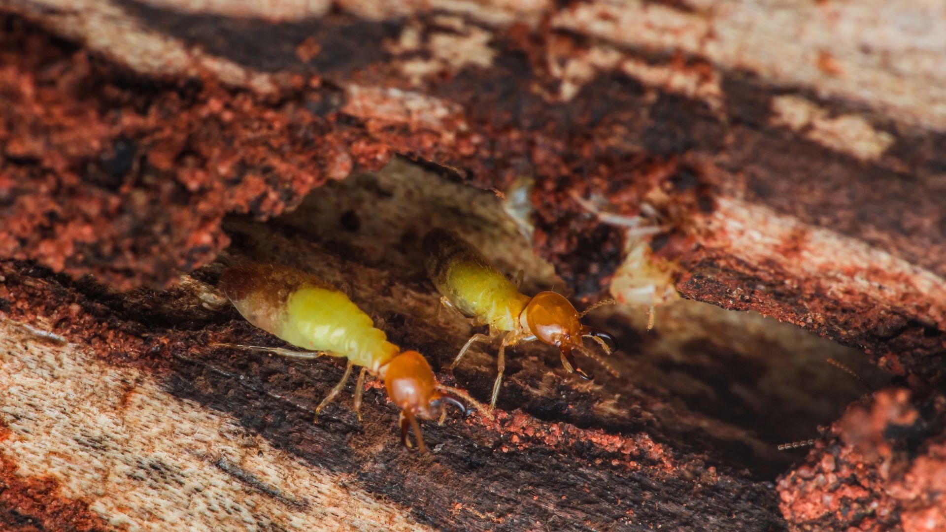 Two yellow termites crawling in a dark crevice of decaying wood