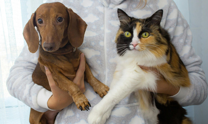 Pet Policy