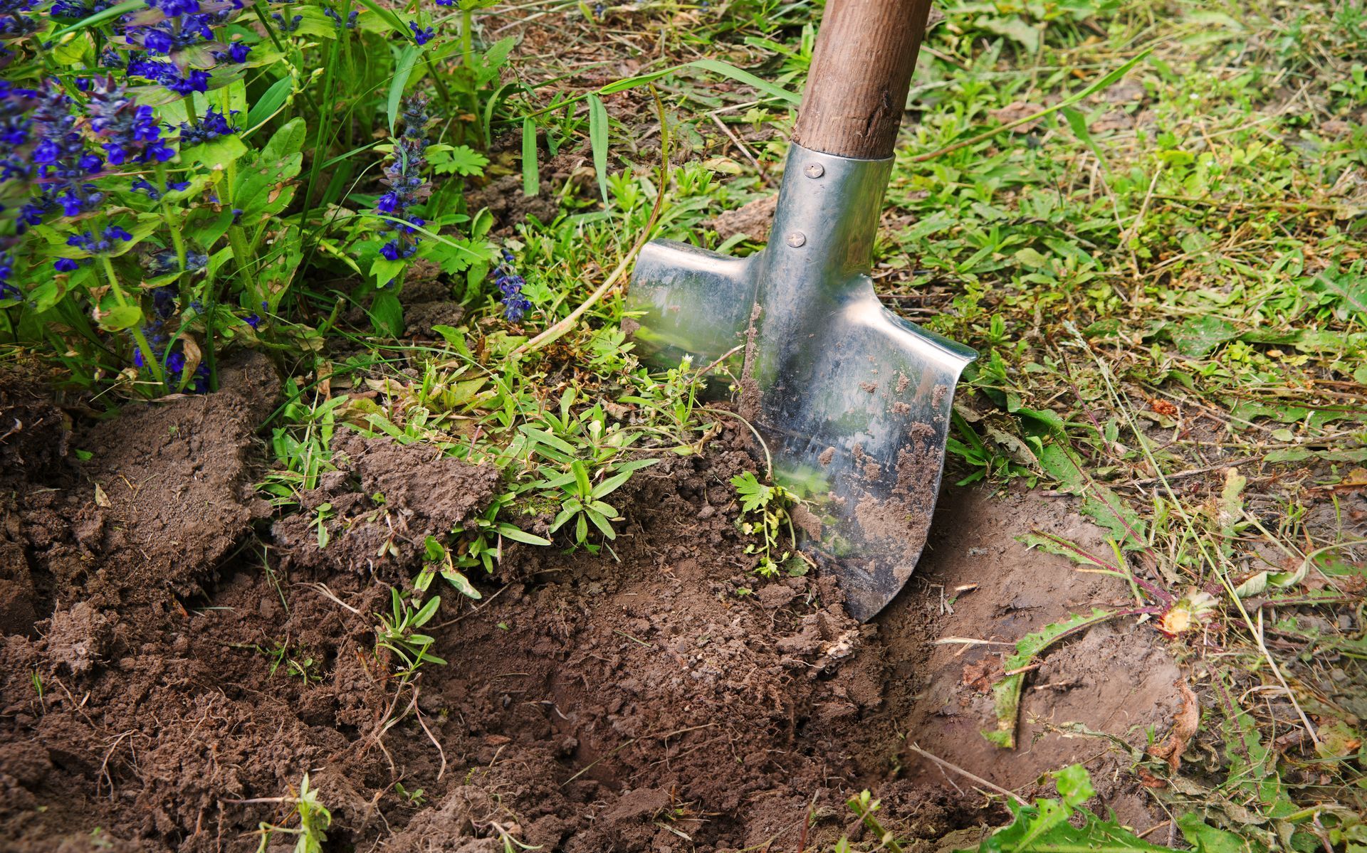 Dark brown soil, scattered small stones, twigs, and plant debris.
