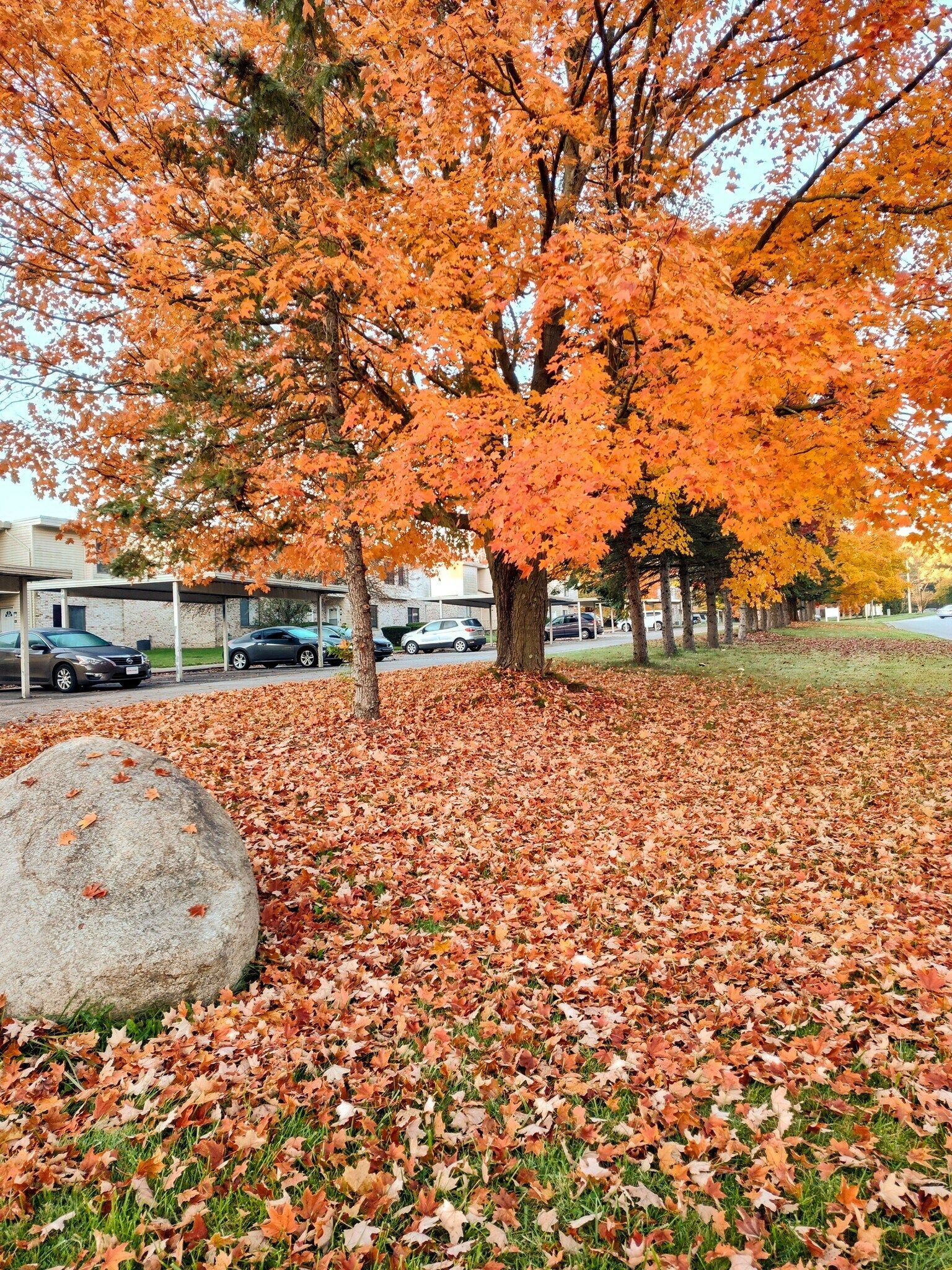 A tree with vibrant orange leaves in a park covered in fallen leaves, cars parked on a street.