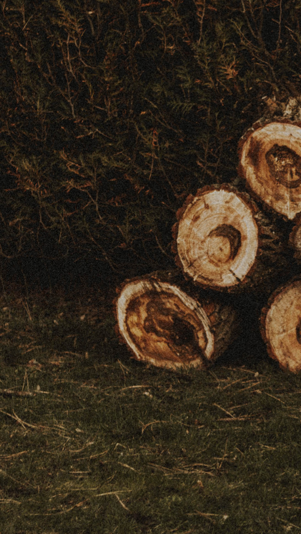 tree service in shoreline washington