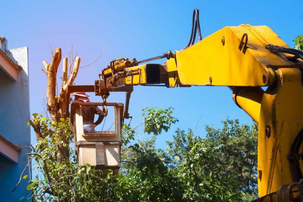 A Man Is Cutting A Tree With A Crane — D & M Tree Services In Old Bar, NSW