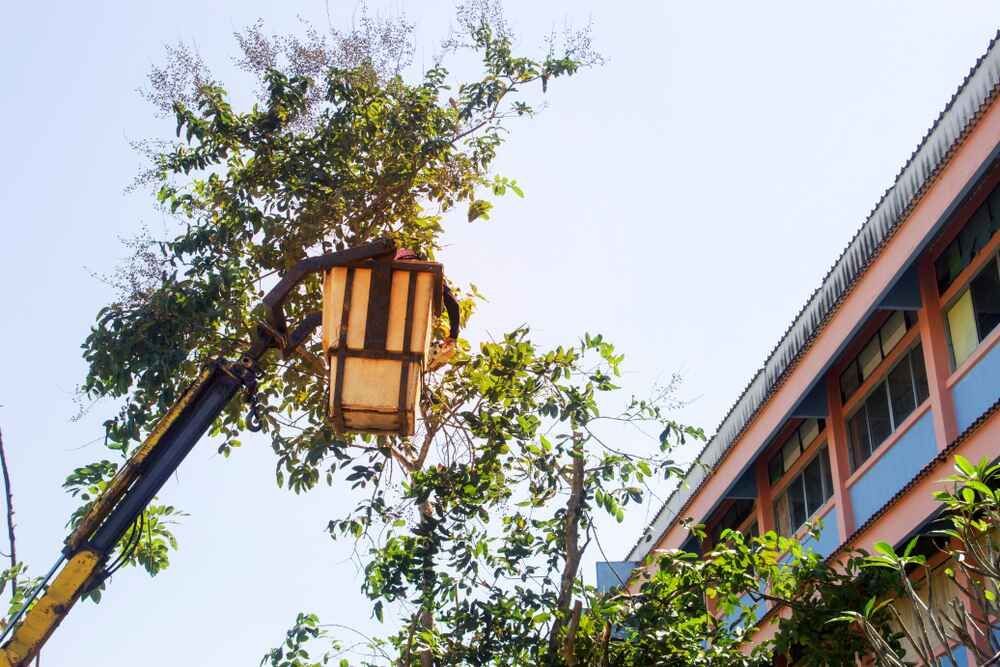 A Person Is Cutting A Tree With A Crane In Front Of A Building — D & M Tree Services In Old Bar, NSW