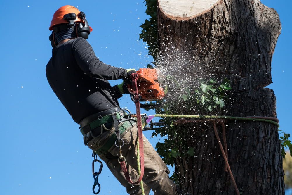 A Man Is Cutting Down A Tree With A Chainsaw — D & M Tree Services In Taree, NSW