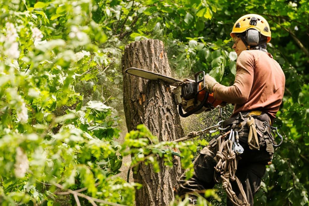 A Man Is Cutting Down A Tree With A Chainsaw — D & M Tree Services In Taree, NSW