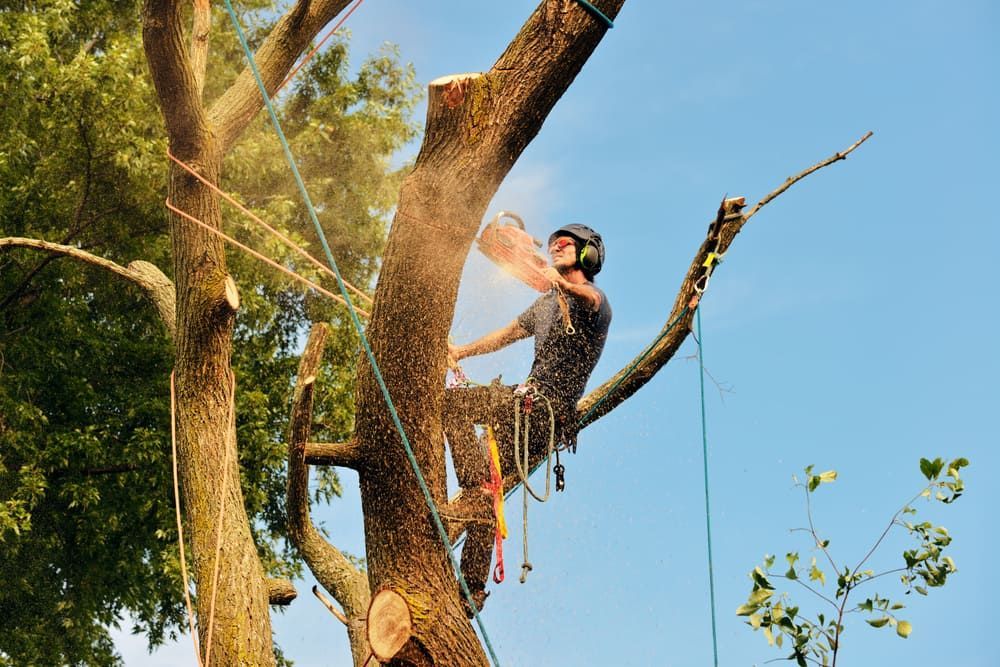 A Man Is Cutting Down A Tree With A Chainsaw — D & M Tree Services In Taree, NSW
