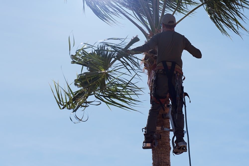 A Man Is Climbing A Palm Tree With A Chainsaw — D & M Tree Services In Taree, NSW