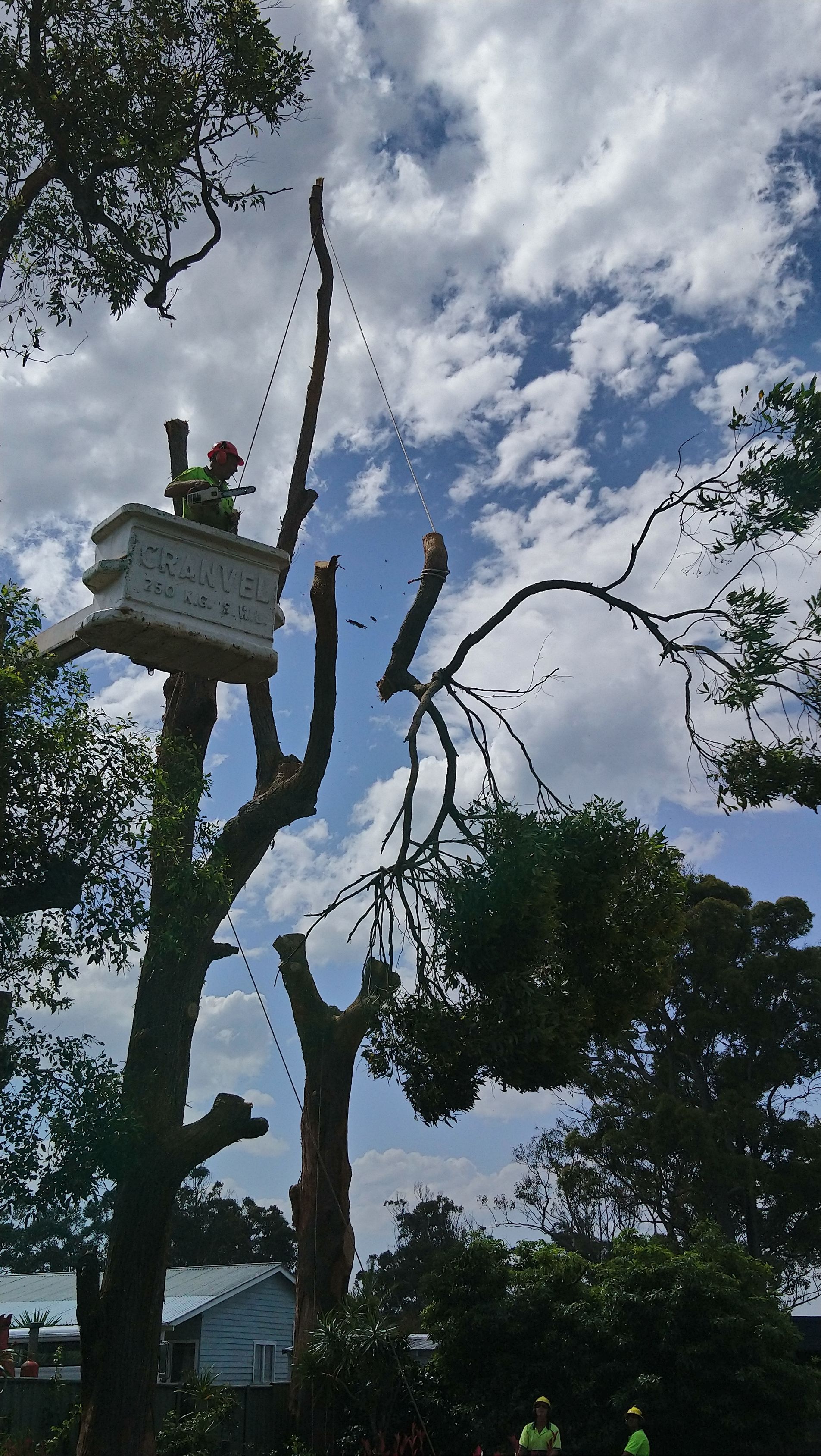 A Man In A Bucket Is Cutting A Tree — D & M Tree Services In Taree, NSW