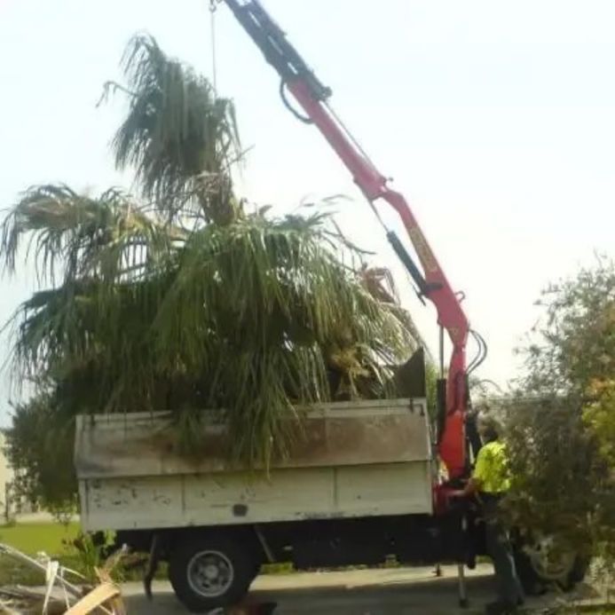 A Crane Is Lifting A Palm Tree Out Of A Truck — D & M Tree Services In Taree, NSW