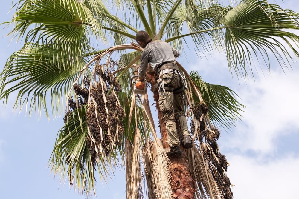 A Man Is Climbing Up A Palm Tree To Pick Dates — D & M Tree Services In Taree, NSW