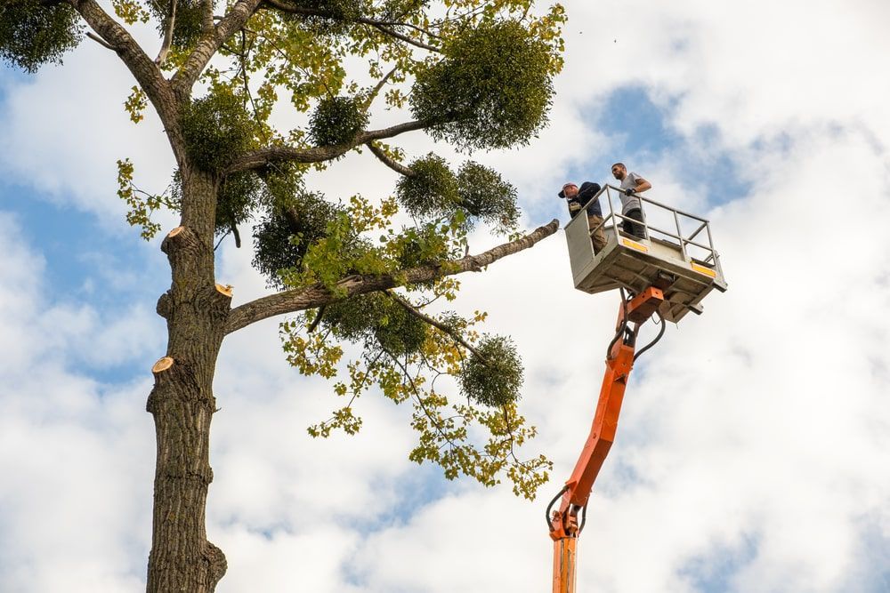 A Man Is Cutting A Tree With A Crane — D & M Tree Services In Taree, NSW
