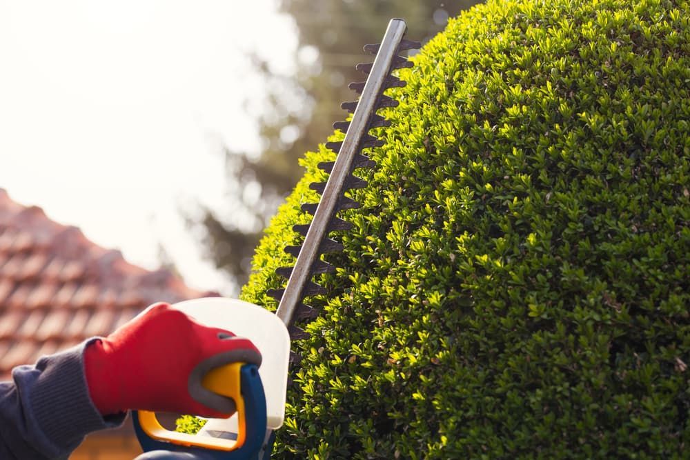 A Person Is Cutting A Bush With A Hedge Trimmer — D & M Tree Services In Taree, NSW
