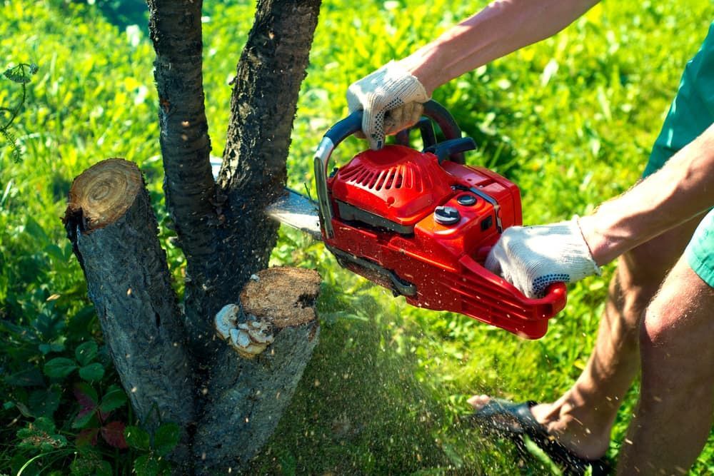 A Person Is Cutting A Tree With A Chainsaw — D & M Tree Services In Taree, NSW