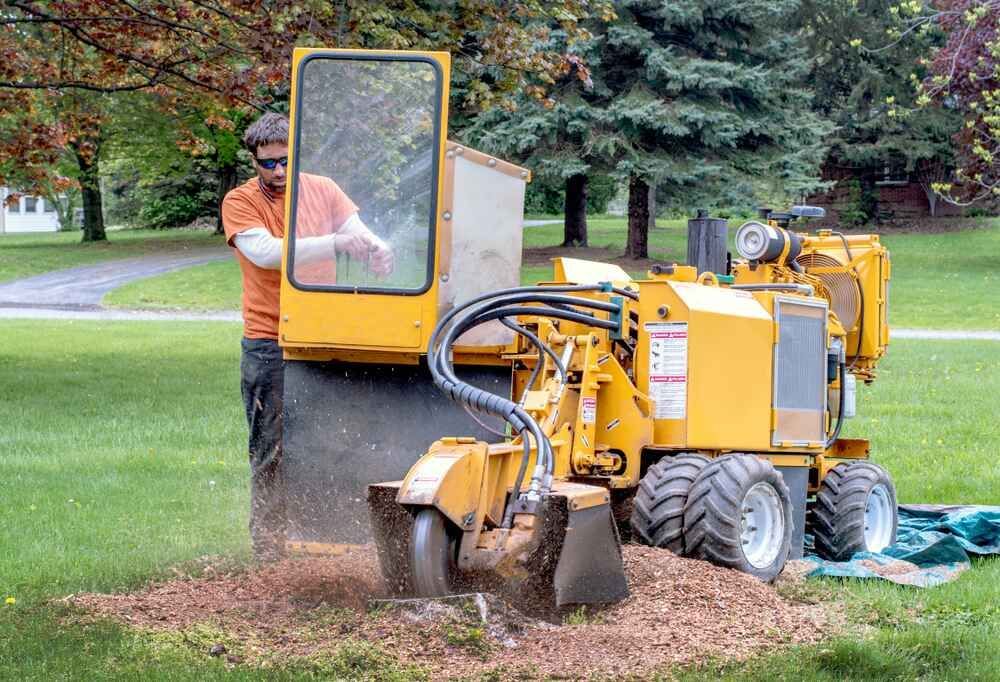 A Man Is Using A Stump Grinder To Remove A Tree Stump — D & M Tree Services In Old Bar, NSW