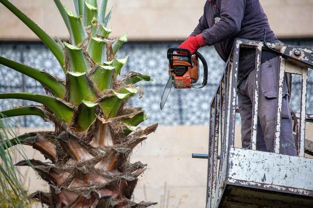 A Man Is Cutting A Palm Tree With A Chainsaw — D & M Tree Services In Old Bar, NSW