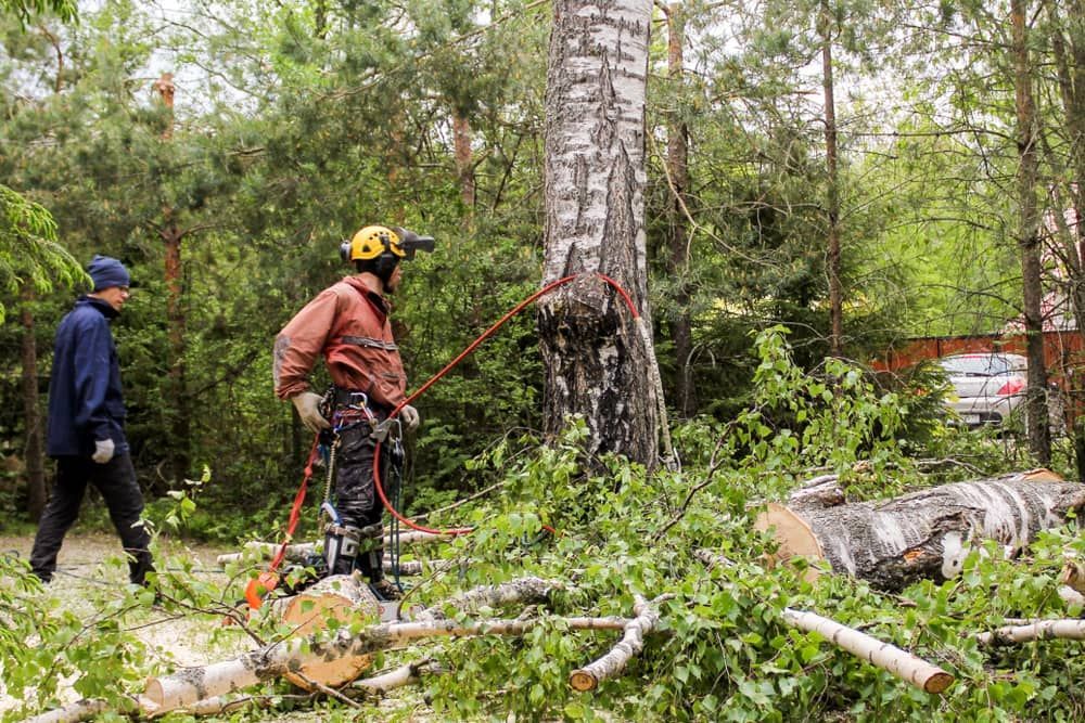 A Man Is Standing Next To A Fallen Tree In The Woods — D & M Tree Services In Taree, NSW