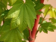 The Pacific Fire vine maple. Known for its dazzling red bark in the winter.