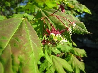 Native to Washington state, the vine maple.