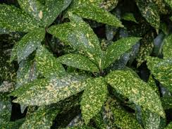 Aucuba 'Gold King' Aucuba 'Gold King'