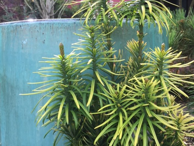 Cephalotaxus harringtonia 'Korean Gold'