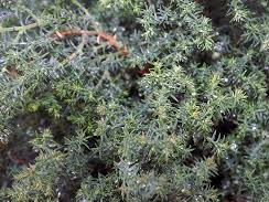Chamaecyparis obtusa 'Blue Feathers' Chamaecyparis obtusa 'Blue Feathers'