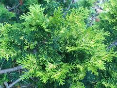 Chamaecyparis obtusa 'Verdoni' Chamaecyparis obtusa 'Verdoni'