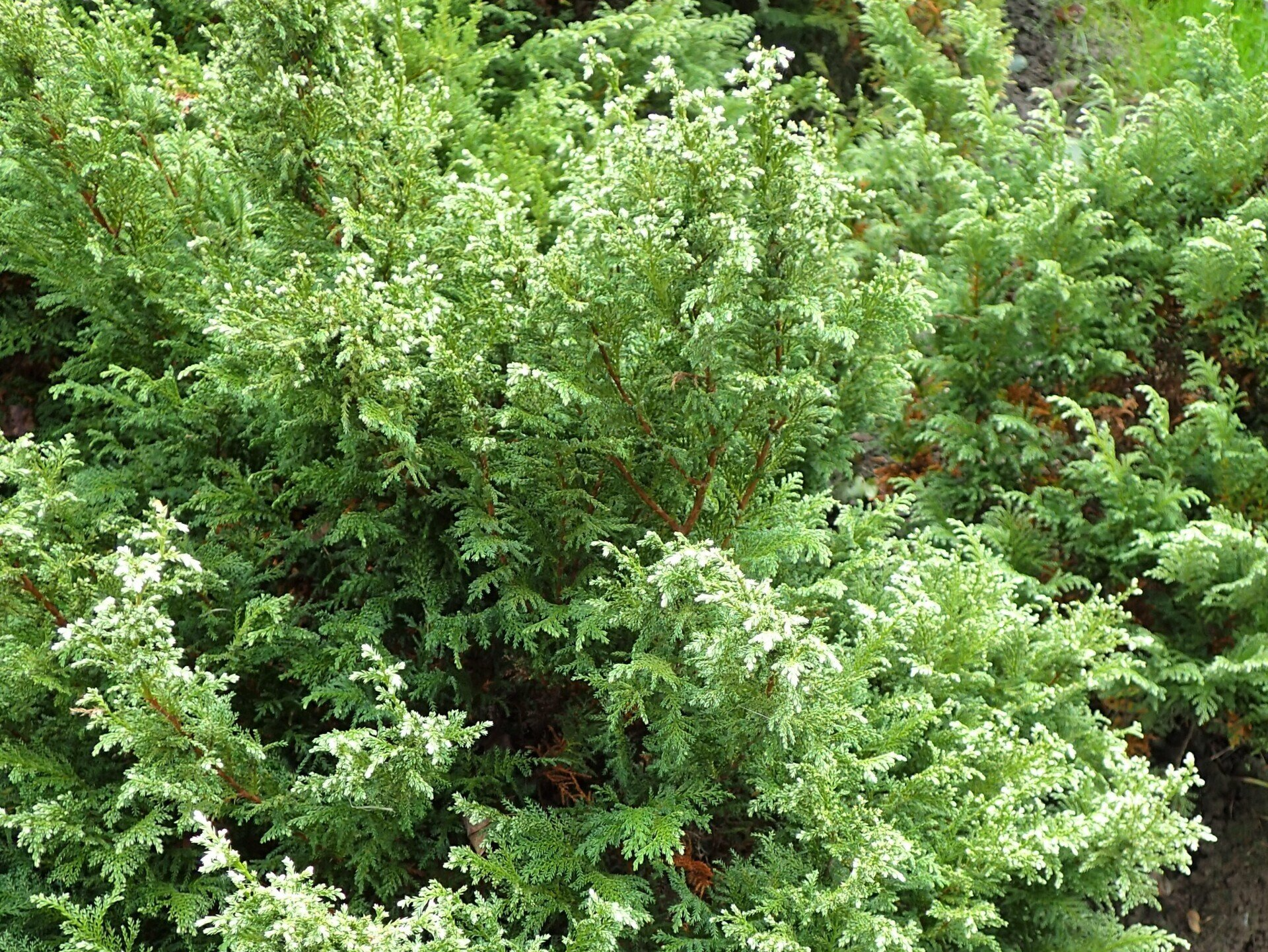 Chamaecyparis pisifera 'Snow' Chamaecyparis pisifera 'Snow'