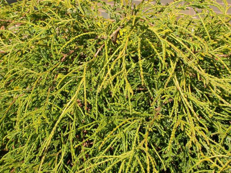 Chamaecyparis pisifera 'Sungold' Chamaecyparis pisifera 'Sungold'