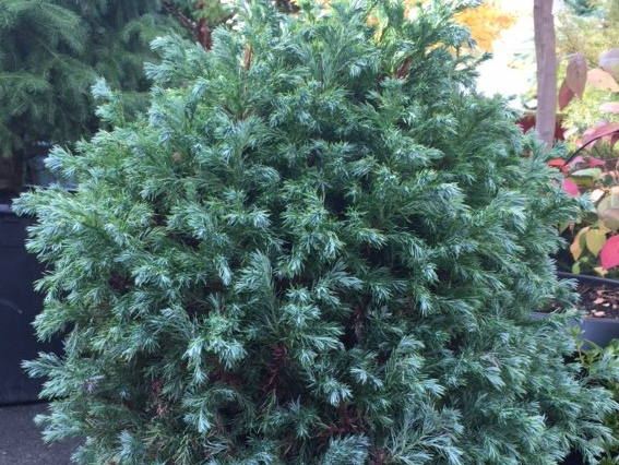 Chamaecyparis pisifera 'True Blue'