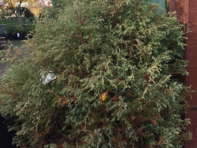 Chamaecyparis thyoides 'Heatherbun'