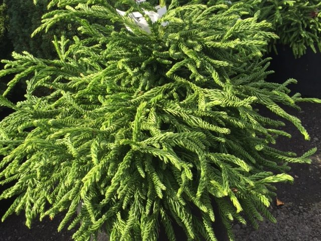Cryptomeria japonica 'Spiralis'