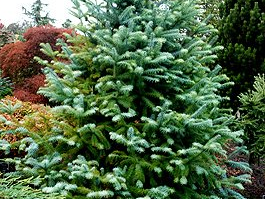 Cunninghamia lanceolata 'Glauca' Cunninghamia lanceolata 'Glauca'