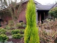 Cupressus macrocarpa 'Gold Crest' Cupressus macrocarpa 'Gold Crest'