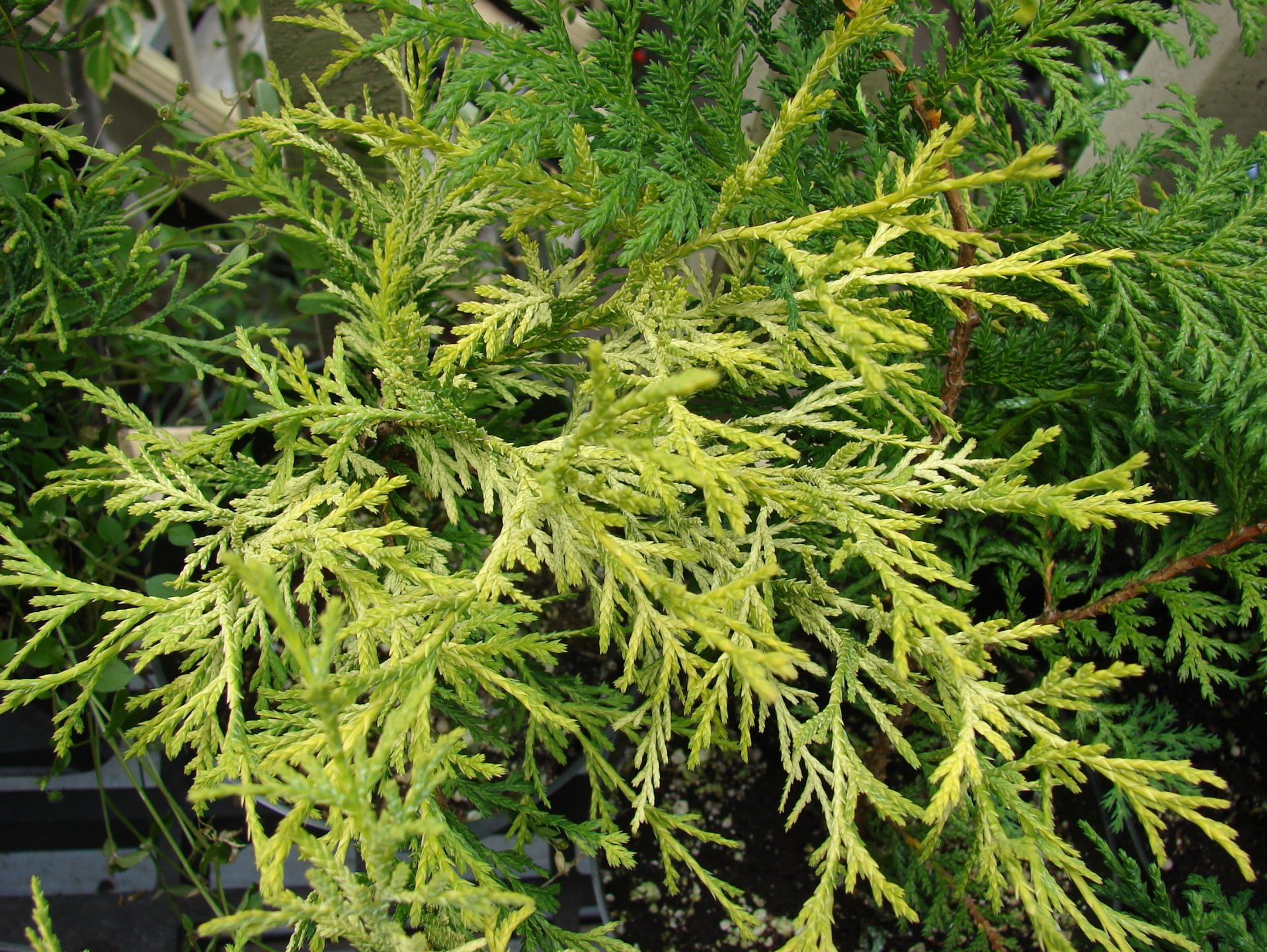 Juniperus chinensis 'Old Gold' Juniperus chinensis 'Old Gold'