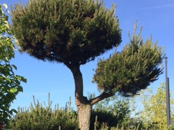 Pinus thunbergii 'Pom Pom' Pinus thunbergii 'Pom Pom'