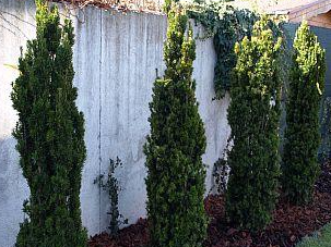 Taxus x media 'Viridis' Taxus x media 'Viridis'
