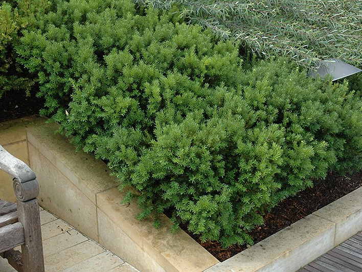 Taxus x media 'Dark Green Spreader' Taxus x media 'Dark Green Spreader'