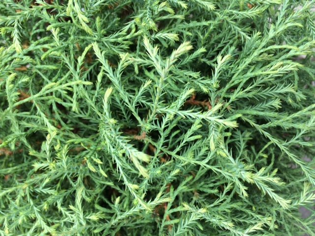 Thuja occidentalis 'Bobazam' Thuja occidentalis 'Bobazam'