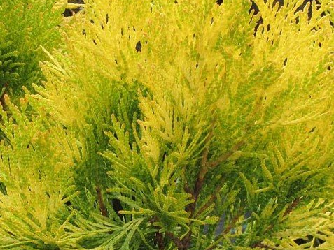 Thuja plicata '4Ever Goldy' Thuja plicata '4Ever Goldy'