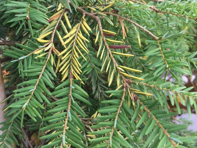 Tsuga canadensis 'Golden Splendor'